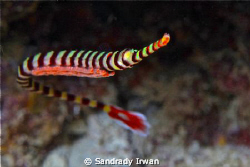 Pipe Fish with Eggs, I just realize when I download to my... by Sandrady Irwan 